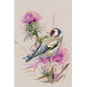 European GoldFinch