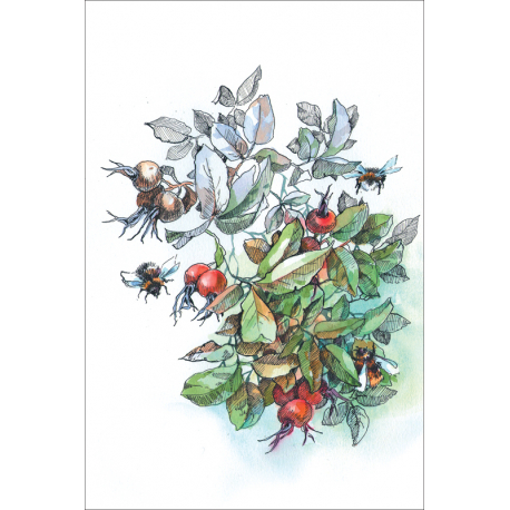 Bumblebees and wild rose