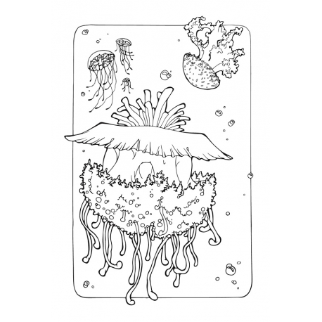 Медузы