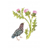 Starling and thistle