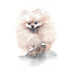 Pomeranian Spitz dog