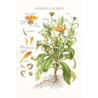 Calendula