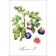 Botanical illustration. Figs.