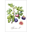 Botanical illustration. Figs.