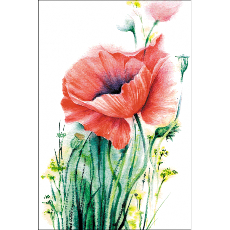 Poppies flame
