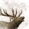 Elk