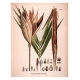 Коллекция: Естественная история пальмы