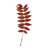 Sprig of rowan