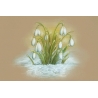 Galanthus nivalis
