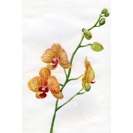 Orange orchid
