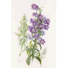 Campanula medium