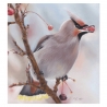 Waxwing
