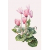Cyclamen