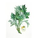 Dill and parsley