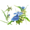 Tradescantia virginiana