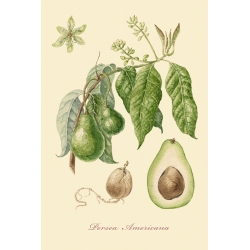 Серия ботанических иллюстраций "Плодовые деревья: Авокадо".