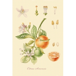 Серия ботанических иллюстраций "Плодовые деревья: Апельсин".