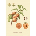 A series of botanical illustration "Fruit Trees: Persimmon".