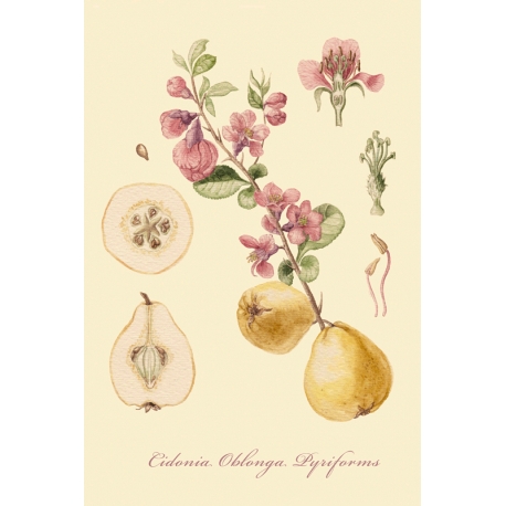 A series of botanical illustration "Fruit Trees: Quince".