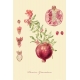A series of botanical illustration " Fruit Trees: Pomegranate"