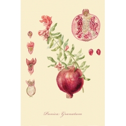 A series of botanical illustration " Fruit Trees: Pomegranate"
