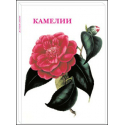 Camellia - a set of 15 postcards