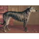 Dogs - a set of 15 postcards