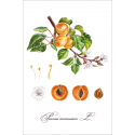 Botanical illustration. Apricot