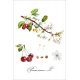 Botanical illustration. Cherry