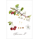 Botanical illustration. Cherry