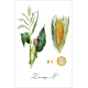 Botanical illustration. Corn