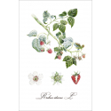 Botanical illustration. Raspberry
