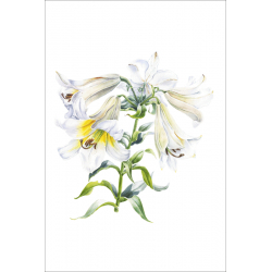 White Tubular Lily