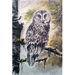 Spruce owl