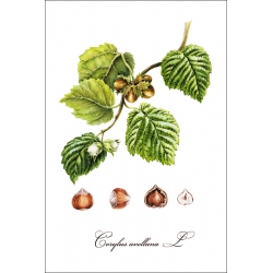 Botanical illustration. Hazelnut
