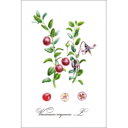 Botanical illustration.Cranberry
