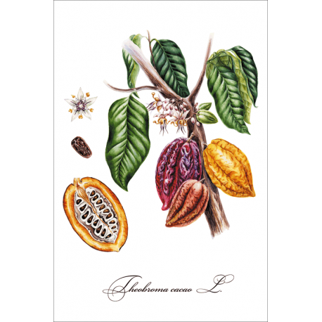 Ботаническая иллюстрация. Какао
