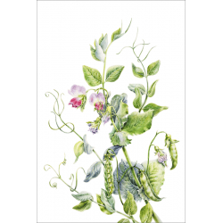 Botanical illustration. Green peas