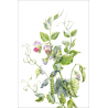 Botanical illustration. Green peas