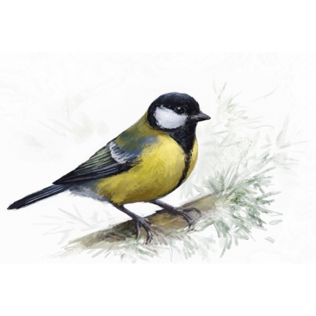 Birds of Russia: The Tit (Parus)
