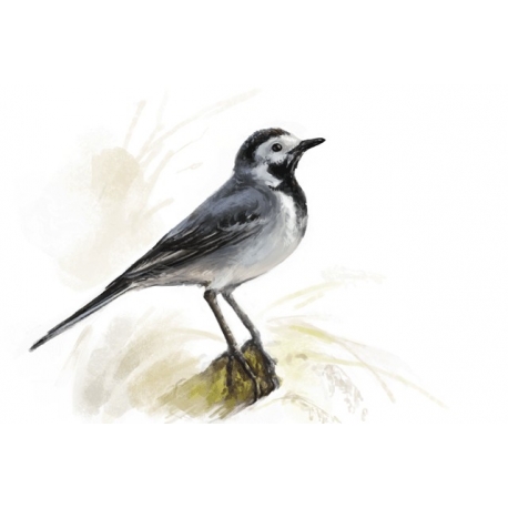 Birds of Russia: The Wagtail (Motacilla)