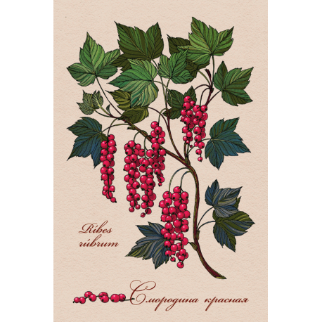 Medicinal berries of Russia. Red currant