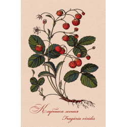Medicinal berries of Russia. Fragaria viridis
